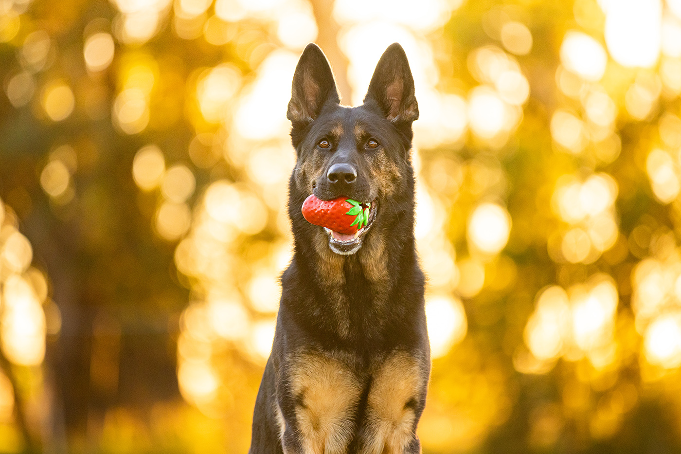 Product images with Stylish Hound