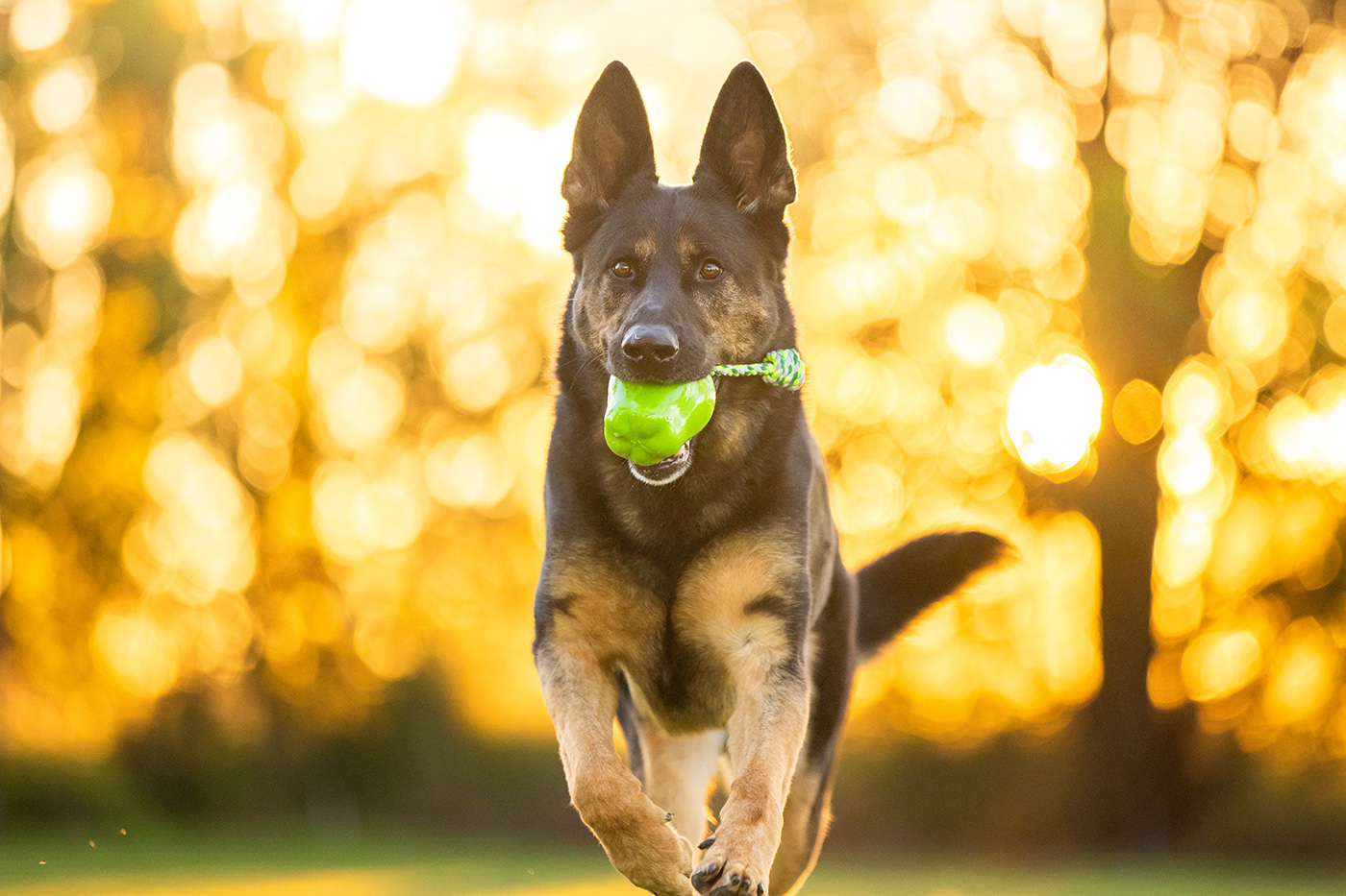 Product images with Stylish Hound