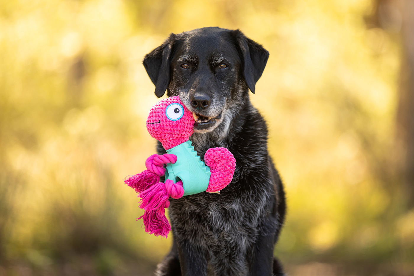 Product images with Stylish Hound