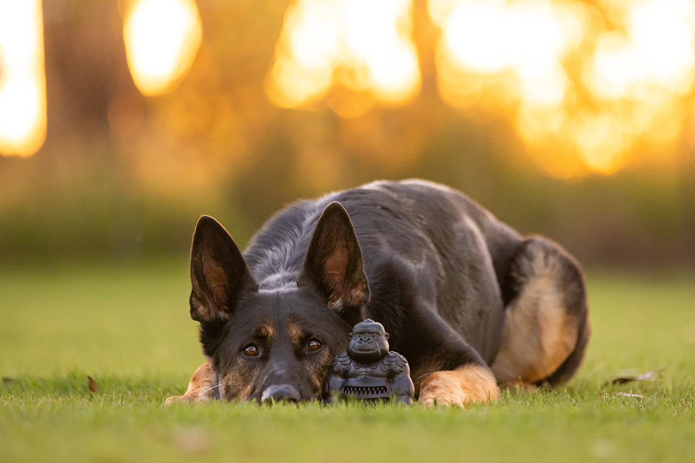 Product images with Stylish Hound