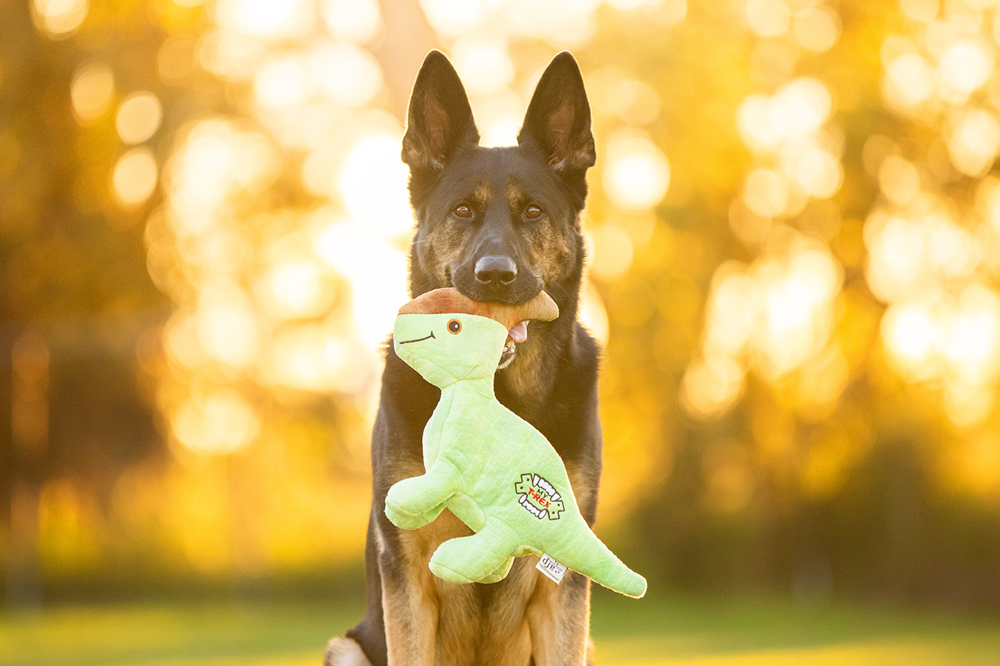 Product images with Stylish Hound