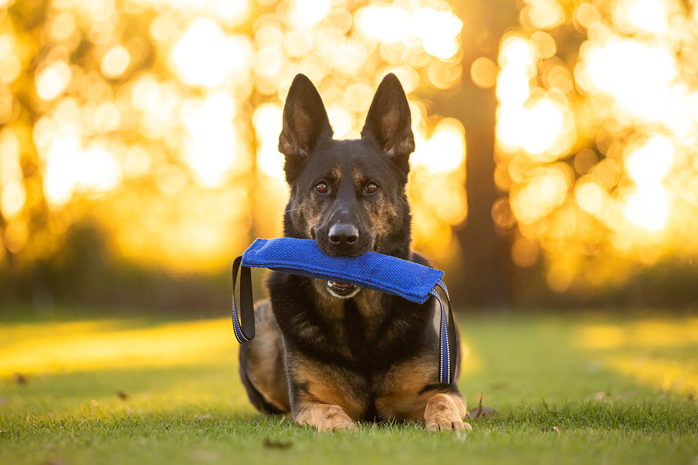 Product images with Stylish Hound