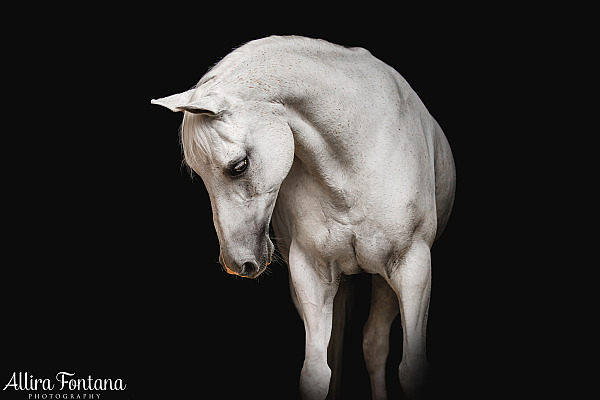Why you probably already have the perfect spot for black background horse portraits