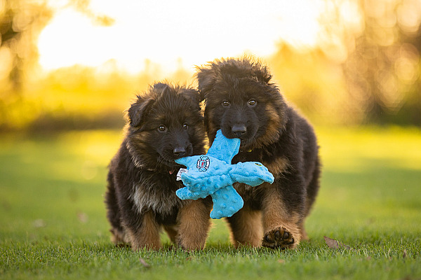 Product images with Stylish Hound