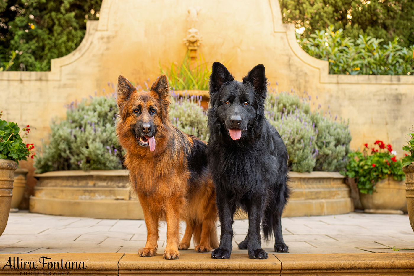 Matteo and A'ishia's photo session at Fagan Park