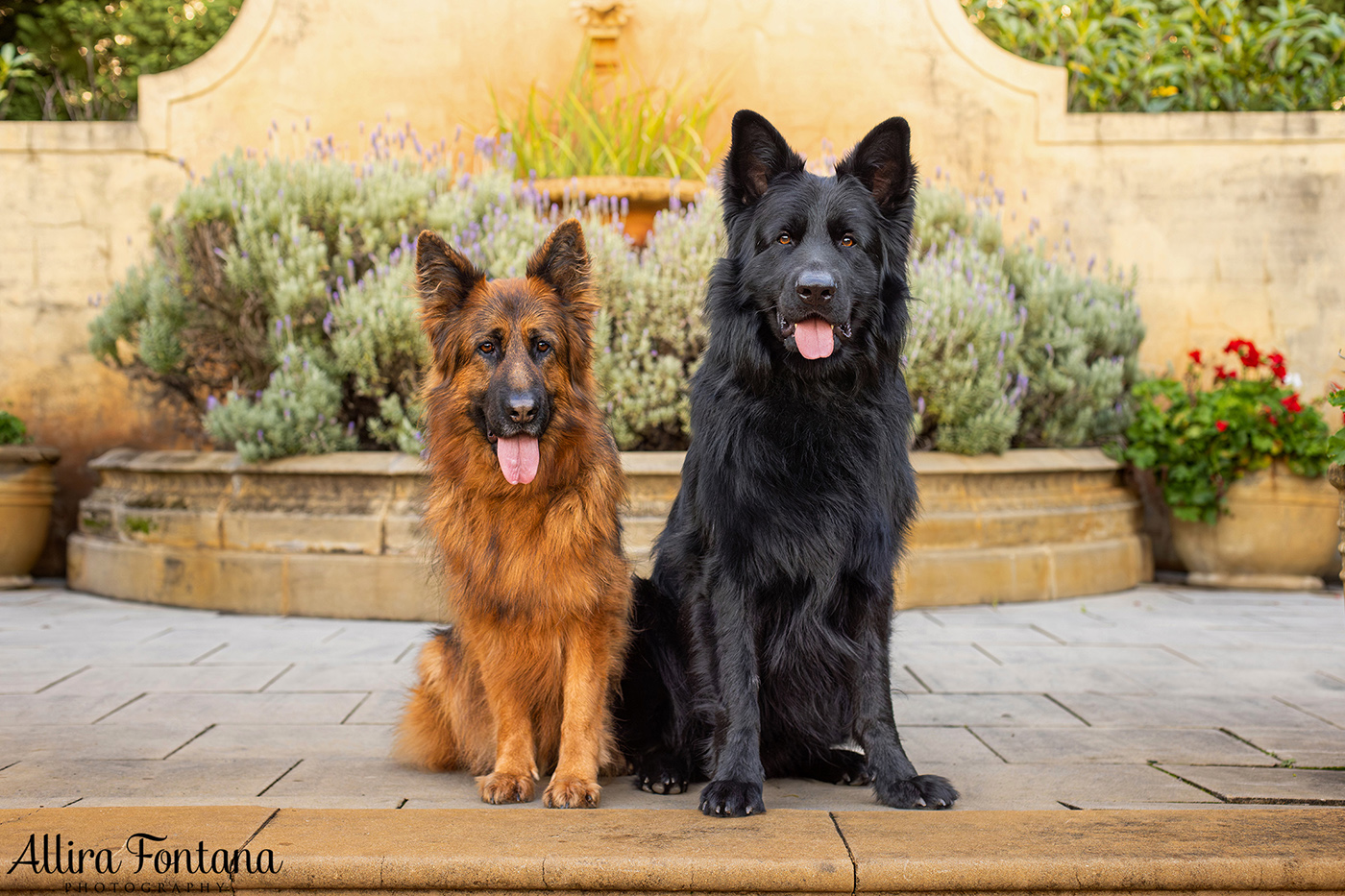 Matteo and A'ishia's photo session at Fagan Park