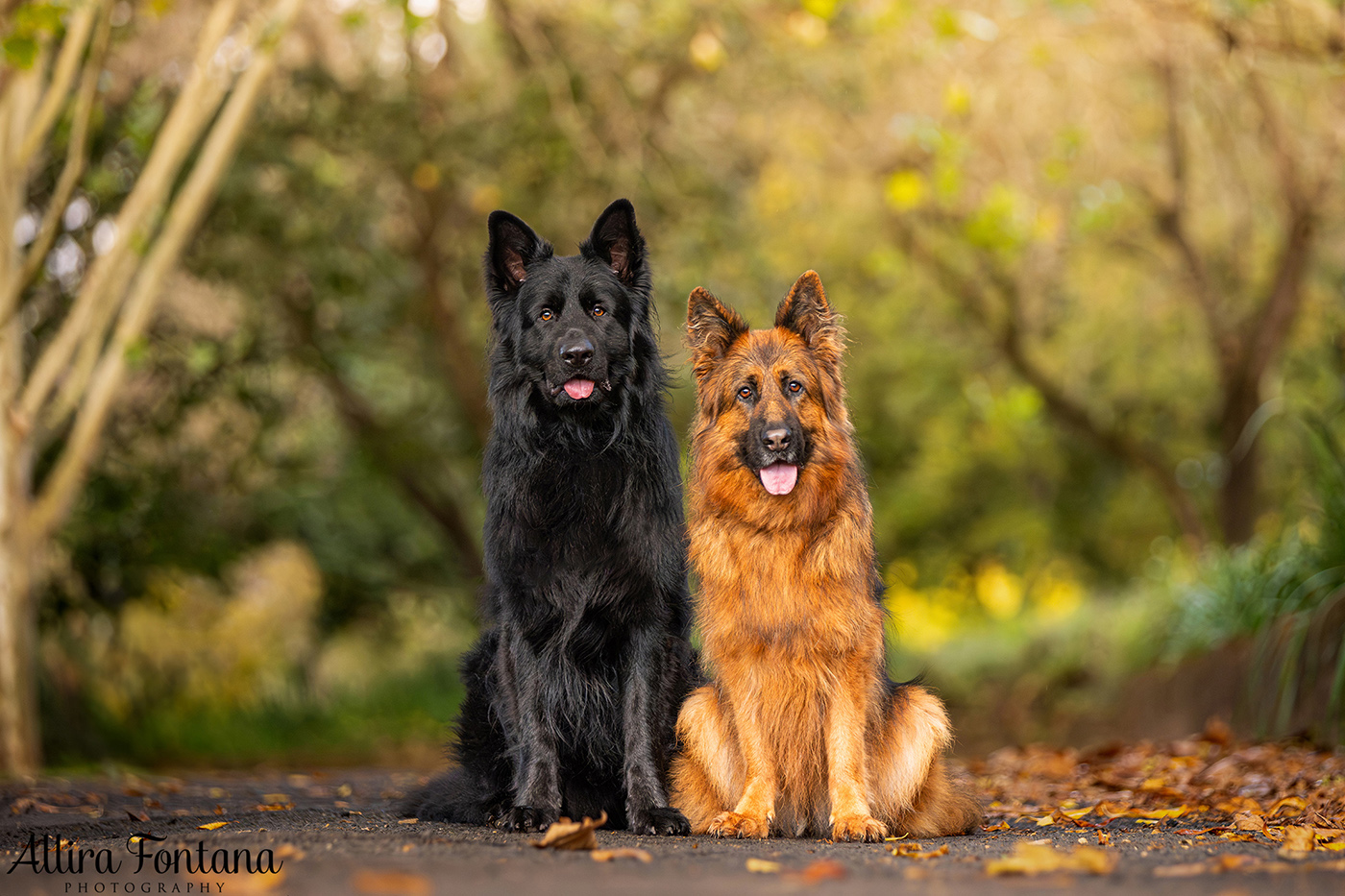 Matteo and A'ishia's photo session at Fagan Park