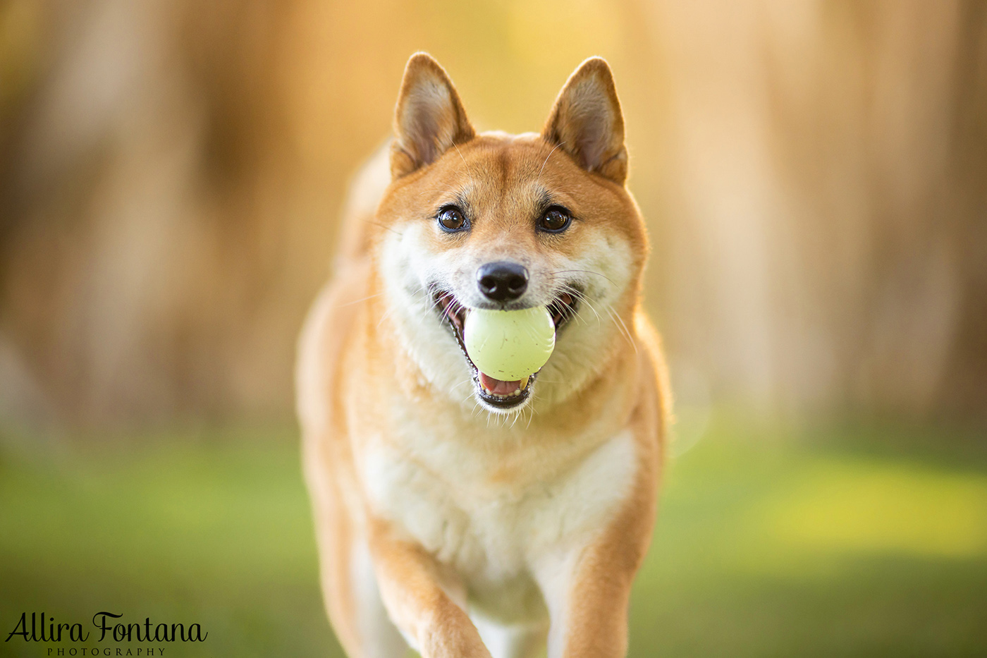 Peach's photo session at Centennial Park
