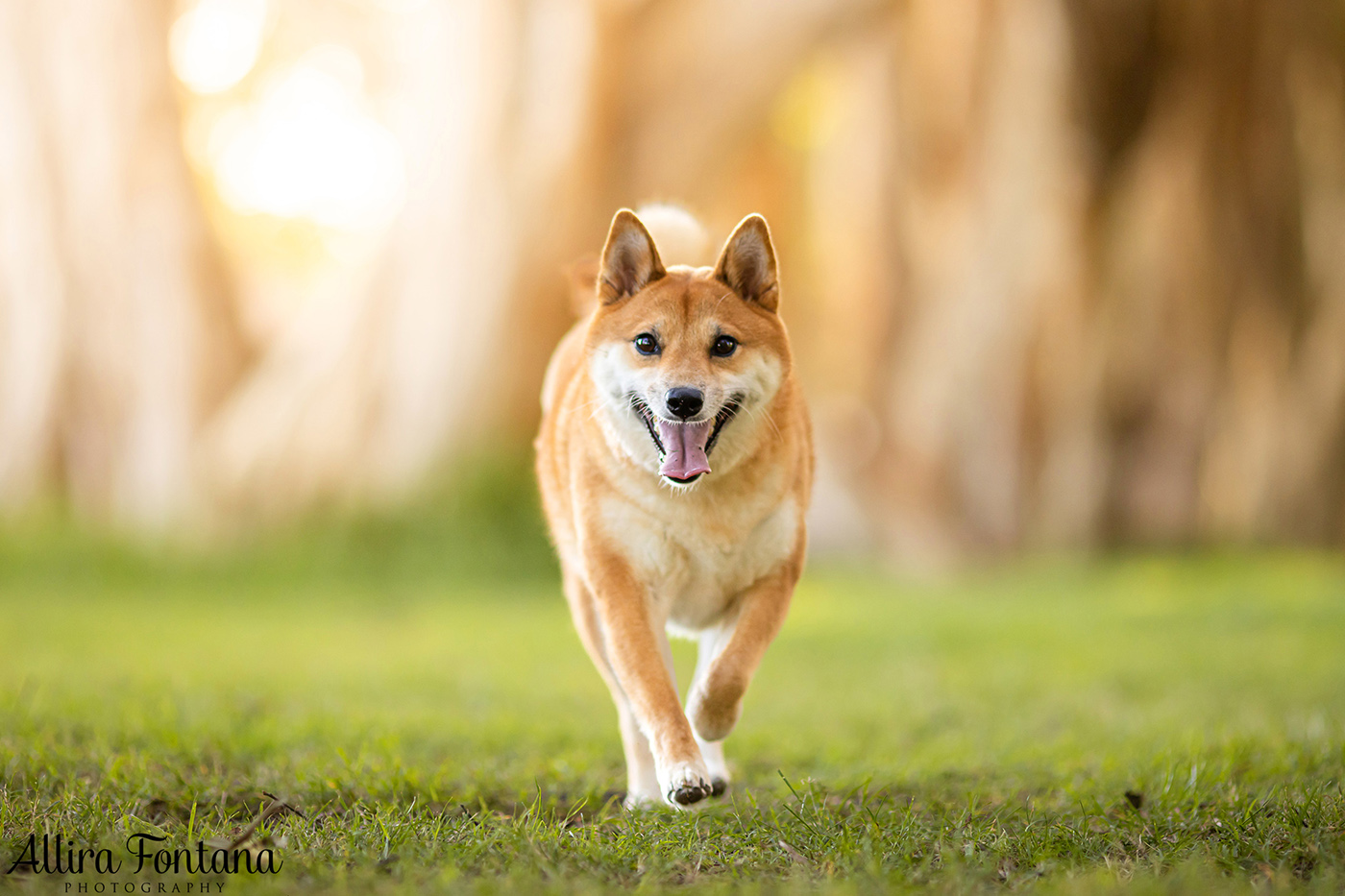 Peach's photo session at Centennial Park