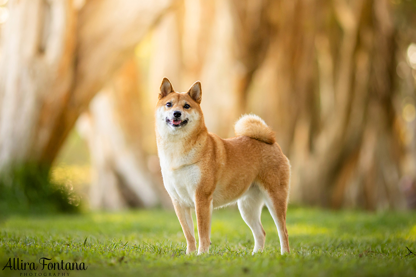Peach's photo session at Centennial Park