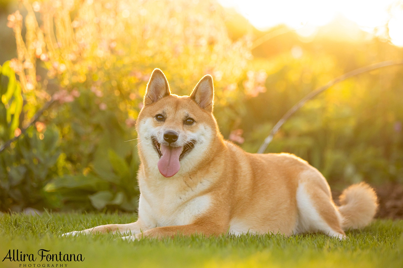 Peach's photo session at Centennial Park