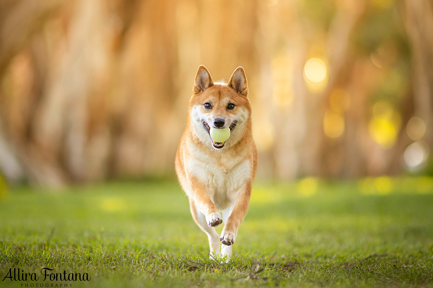 Peach's photo session at Centennial Park