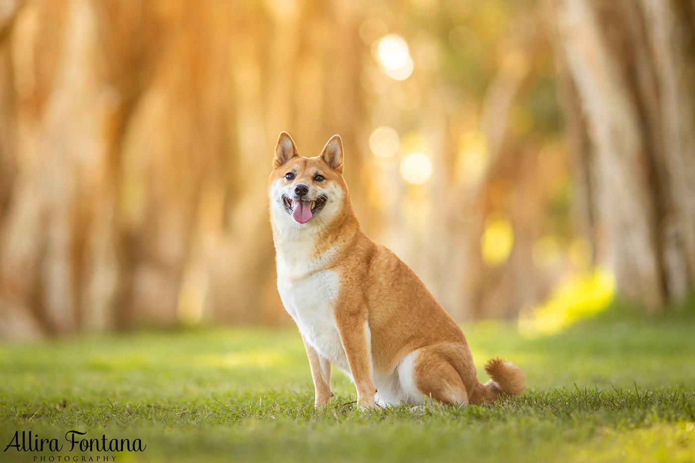 Peach's photo session at Centennial Park