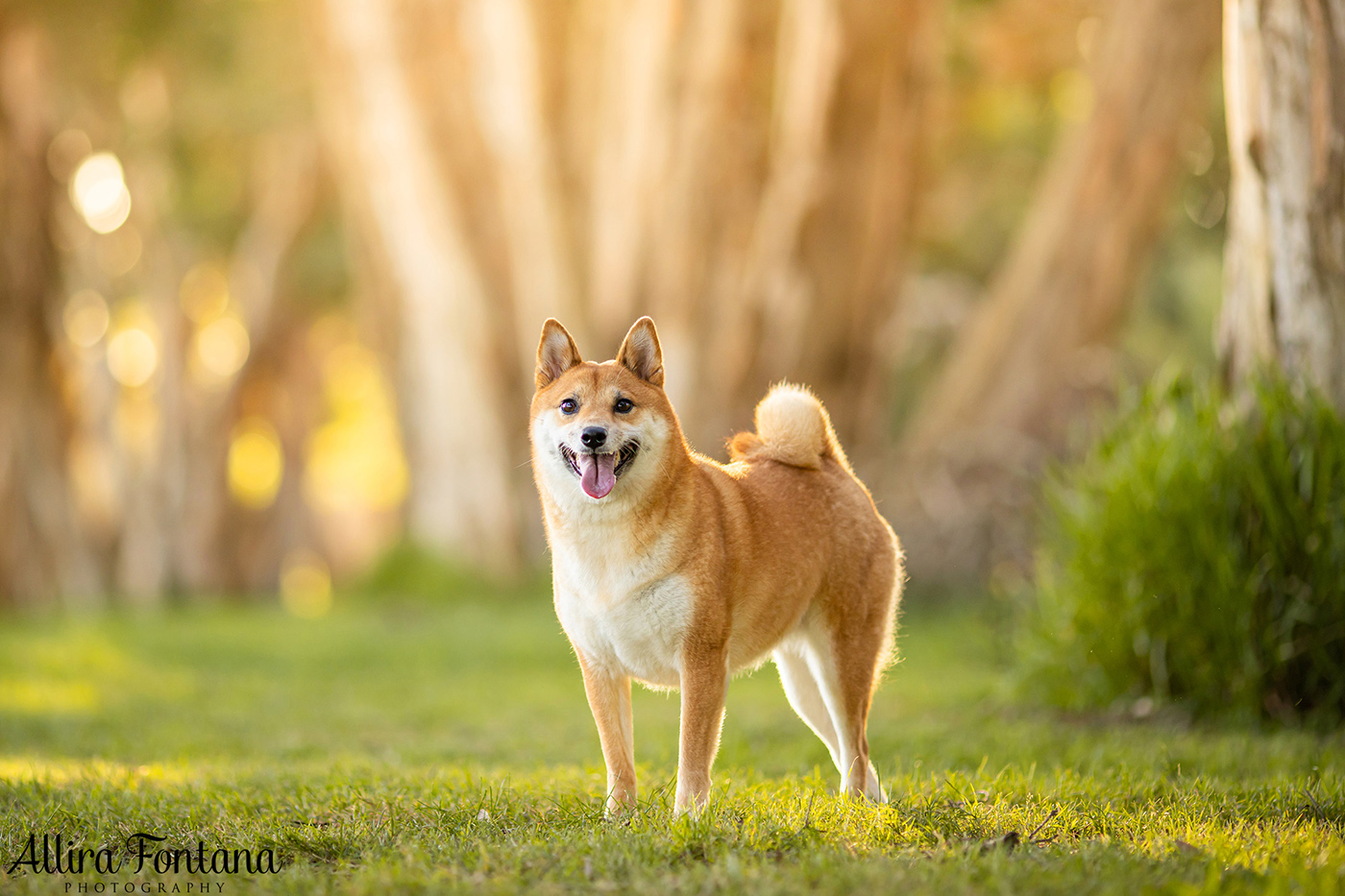 Peach's photo session at Centennial Park