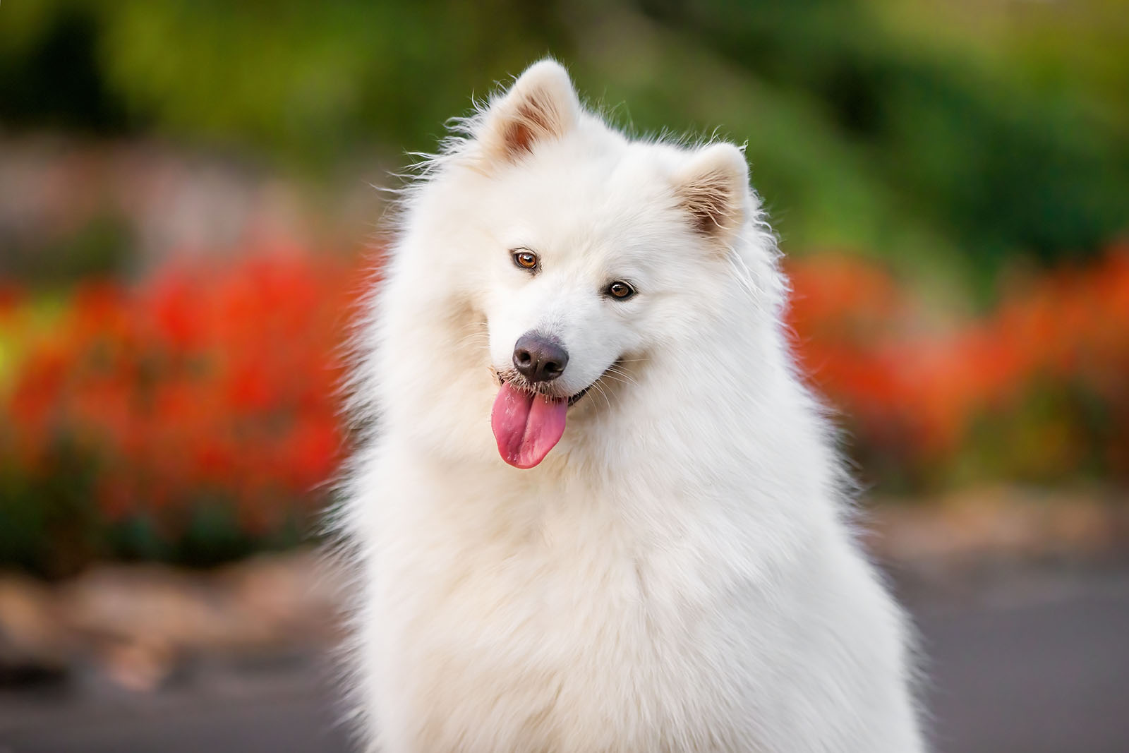 Can a shy dog really enjoy a photo session?
