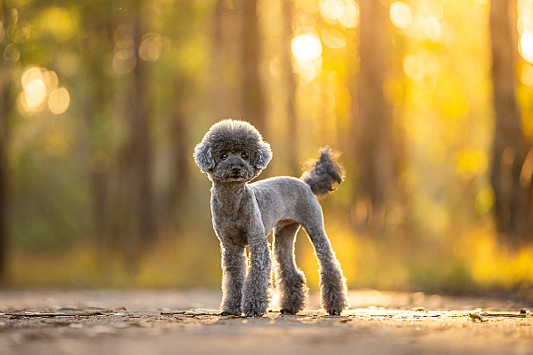 Is professional pet photography worth it?