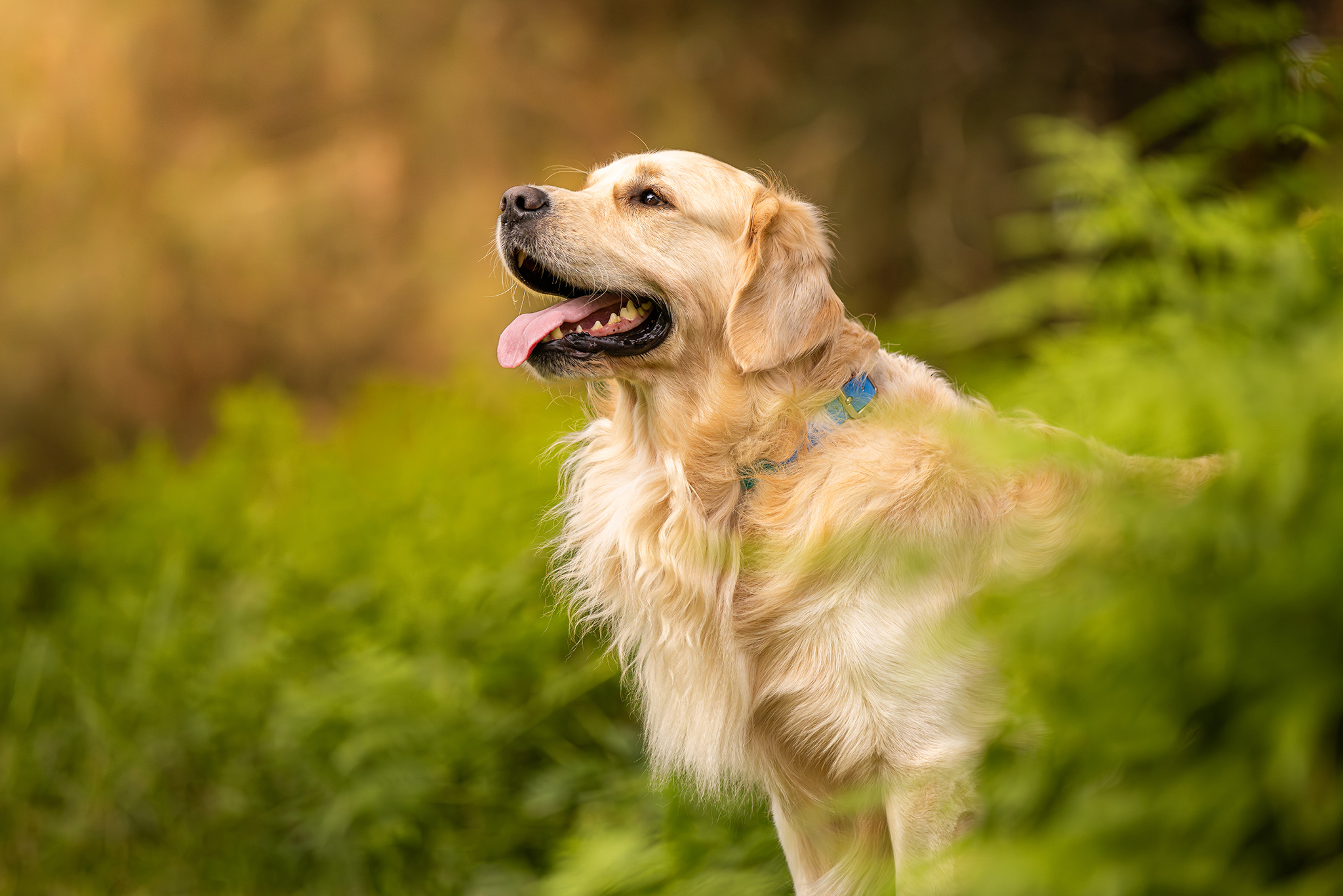 Why your dog doesn't need to look at the camera for beautiful photos