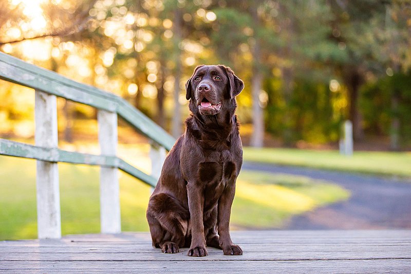 sydney-dog-photographer-labrador.jpg