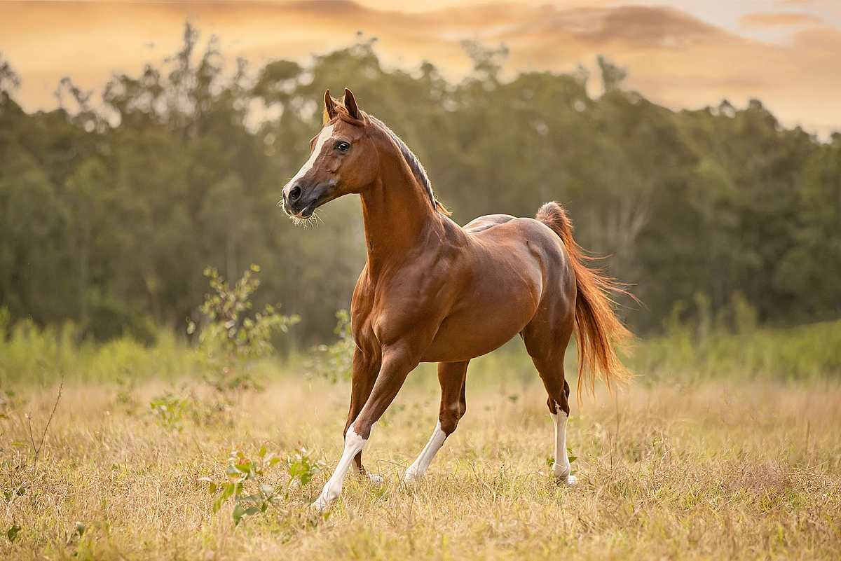 sydney-horse-photographer-arabian.jpg