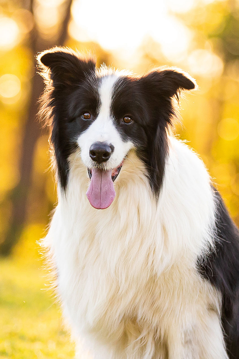 sydney-pet-photographer-border-collie-smile.jpg