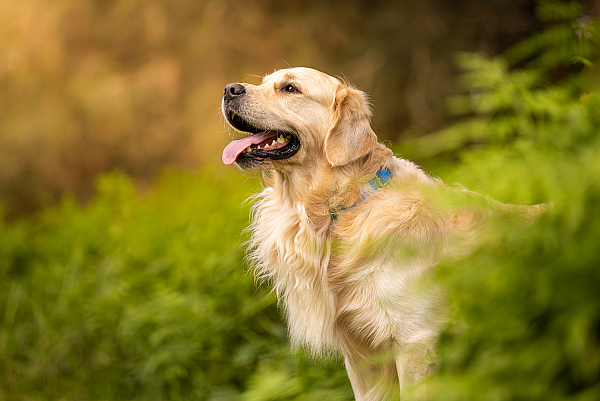 Why your dog doesn’t need to look at the camera for beautiful photos